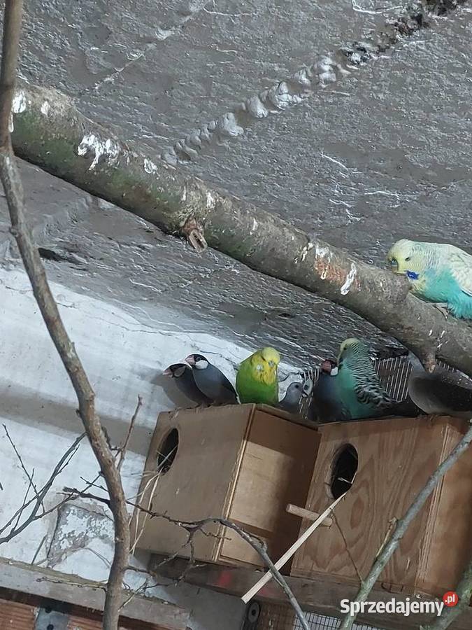 Sprzedam papugi Błaszki