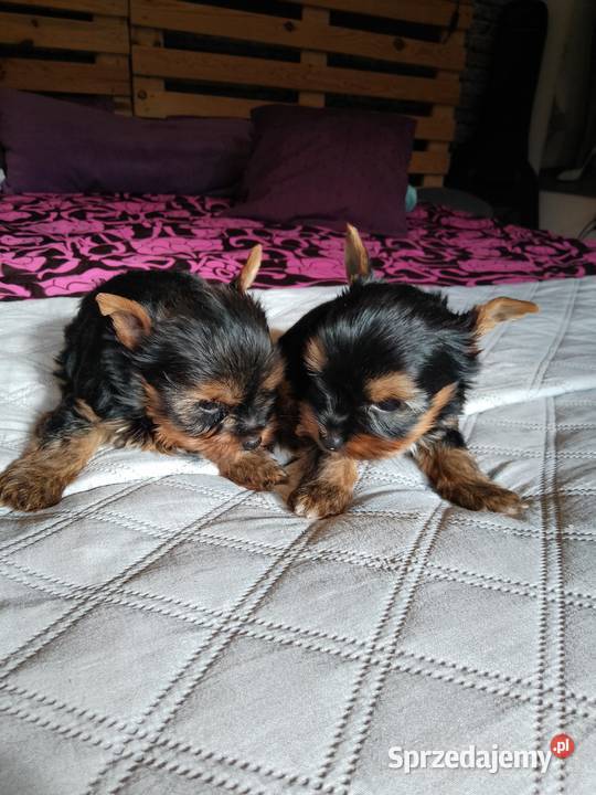 Sprzedam York shire Terrier zachodniopomorskie Tanowo sprzedam