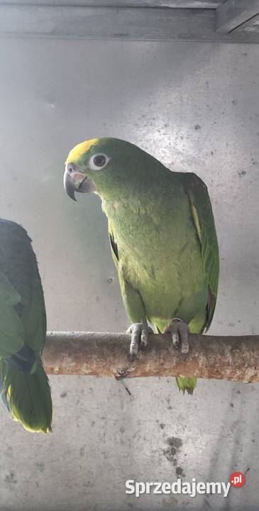 Amazonka Surinamska żółtoczelna 25r Sulbiny