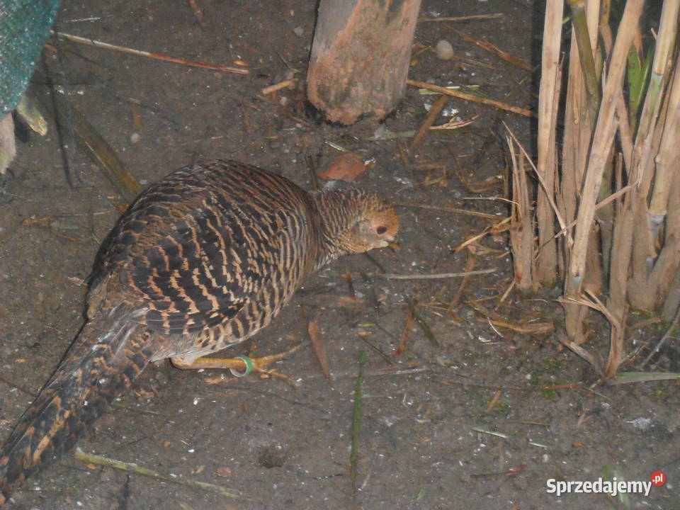 sprzedam bażanty ozdobne sprzedam