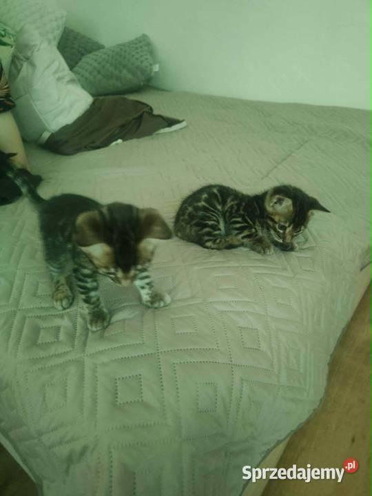 Koty Bengalskie kot bengalski miot C FPL Felis