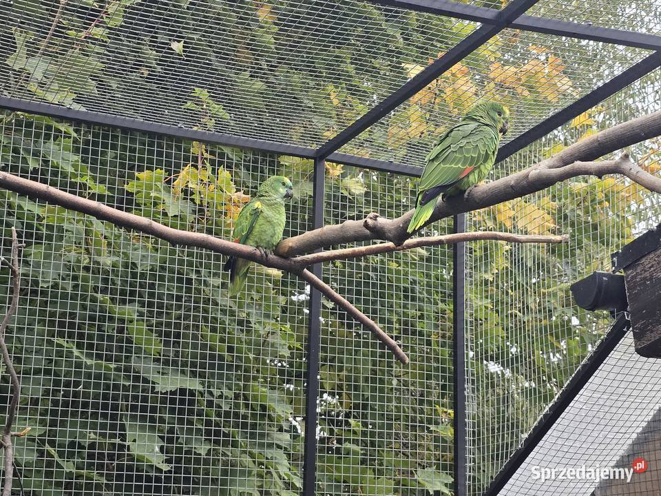 Amazonka niebieskoczelna