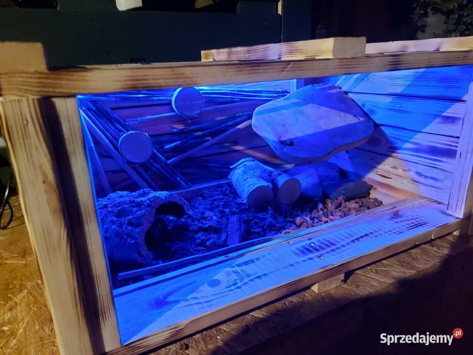 Piękne terrarium kameleon żółwia jeżaagamy opolskie sprzedam