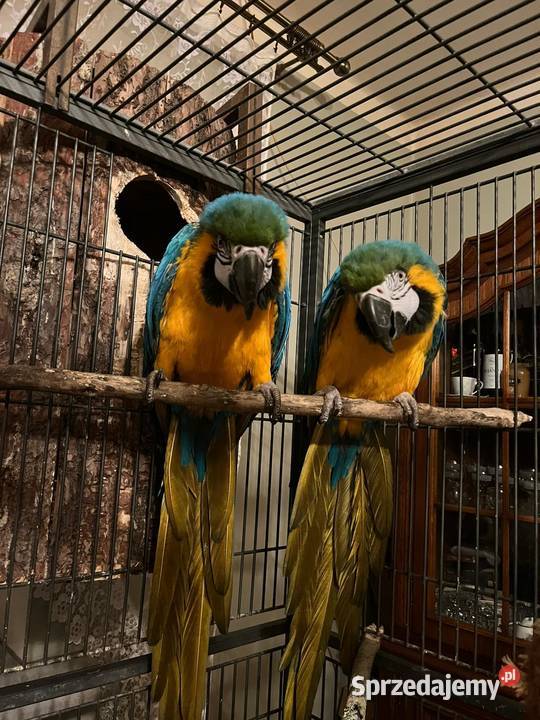 Para papug arauna świętokrzyskie Bogoria