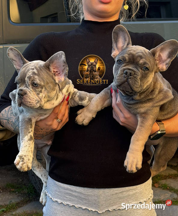 Buldog Francuski Lilac Merle Paczków