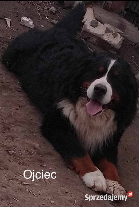 Berneński Pies Pasterski Otałęż sprzedam