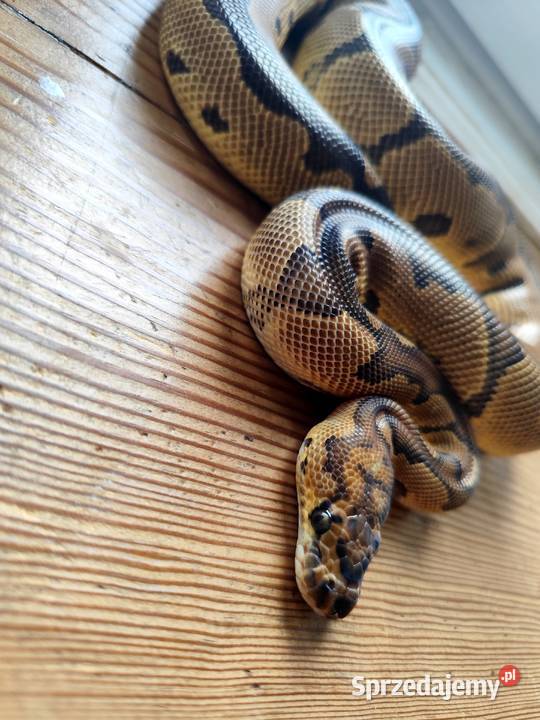 Pyton z terrarium mazowieckie Pruszków sprzedam