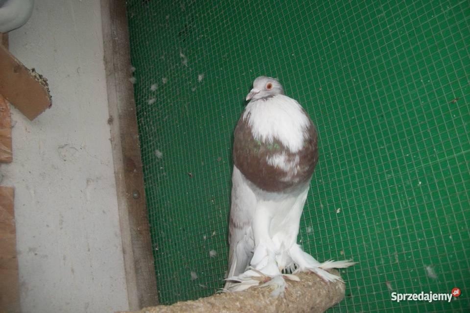 Garłacze pomorskie Pozostałe Nowy Targ