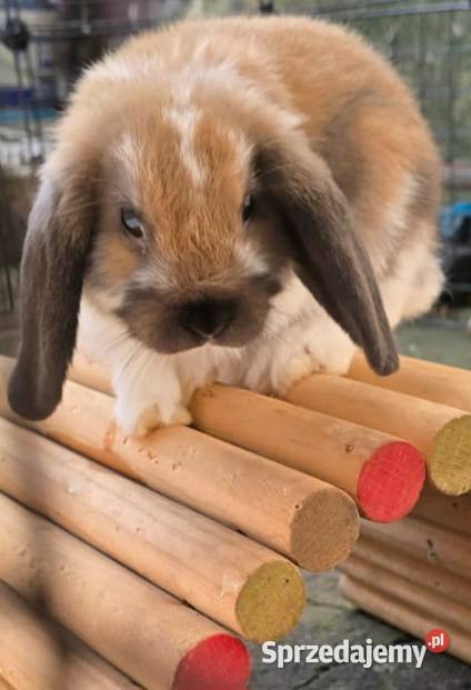 Królik Mini Lop Katowice