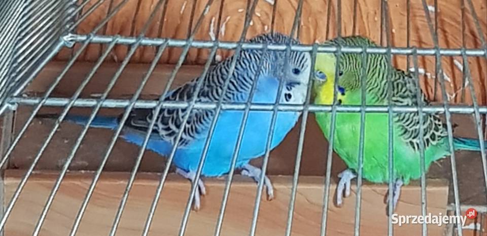 Papugi fliste para Ptaki dolnośląskie Lwówek Śląski