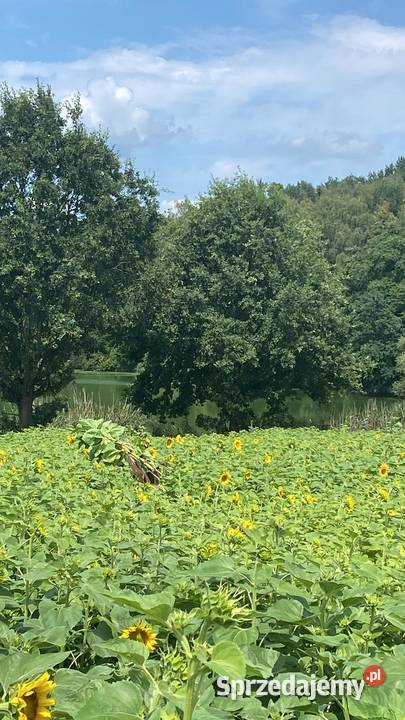 Słonecznik małopolskie Gierałtowiczki