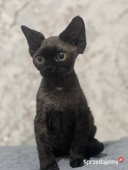 Kocur czarny Devon Rex