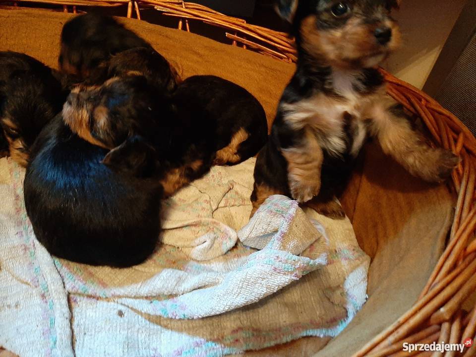 Okazja Yorkshire terrier Baniocha sprzedam