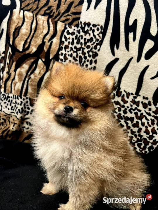 Szpic miniaturowy Pomeranian ORANGE Łódź
