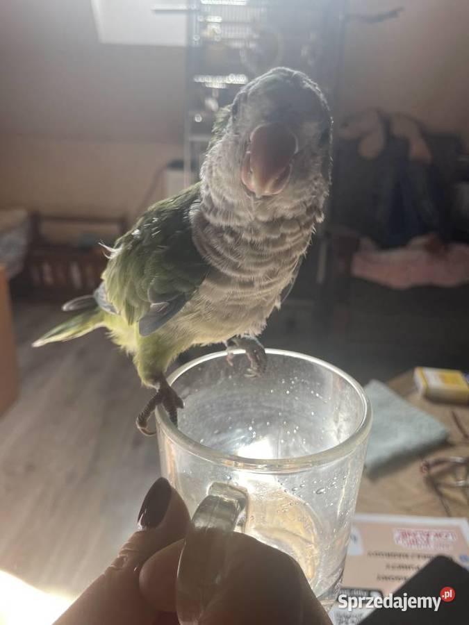 Papuga mnich nizinny