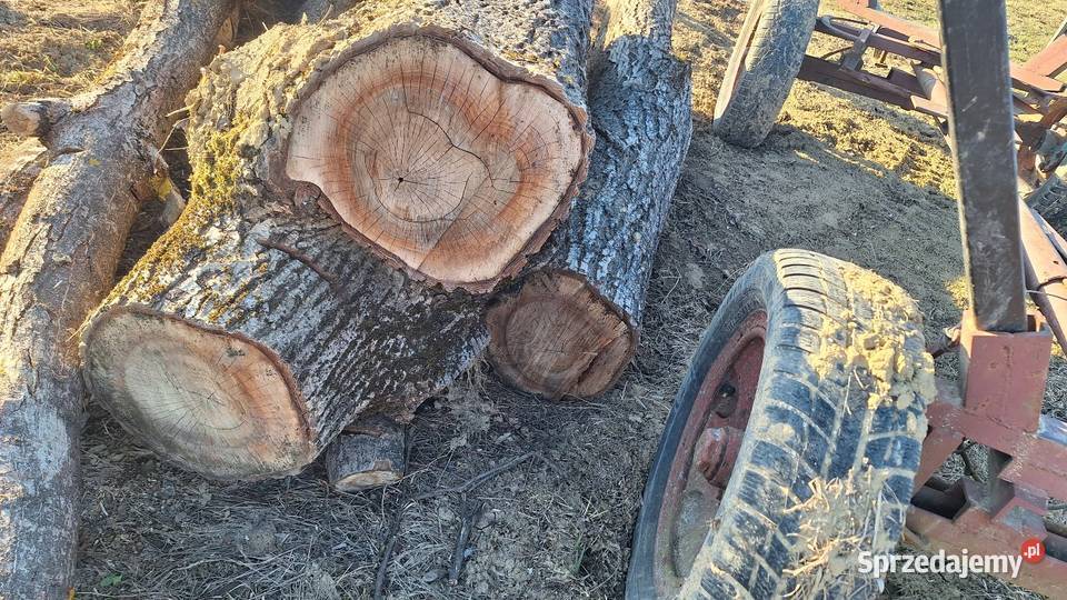 Orzrch włoski kłody Pozostałe Tarnów sprzedam