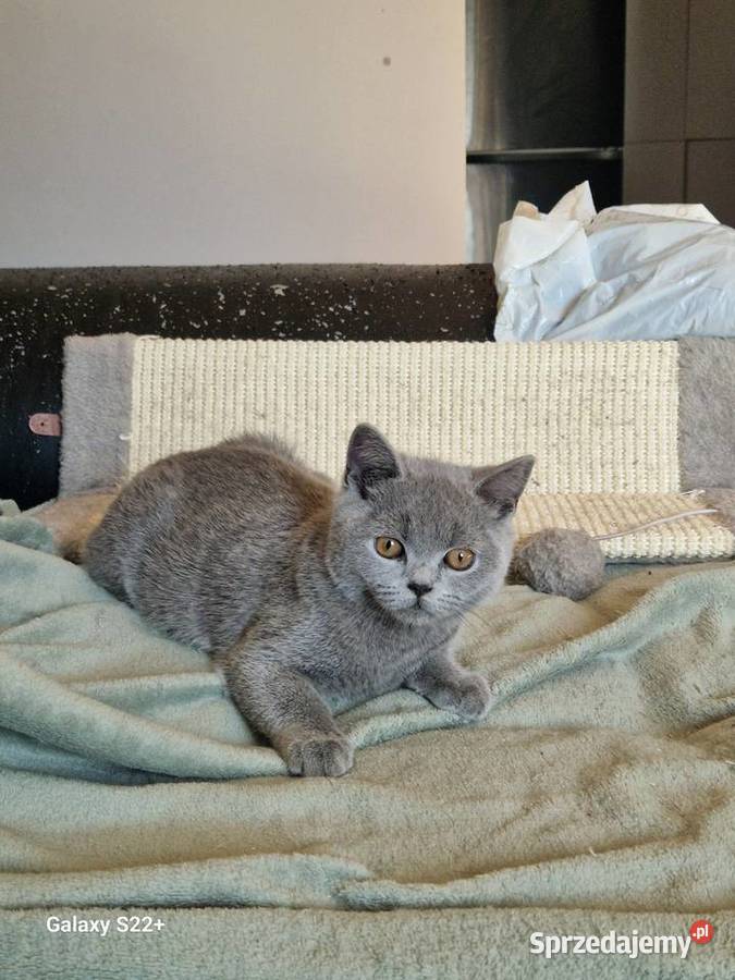 Kotek brytyjski niebieski i ragdoll Brytyjski Brytyjski Leśna