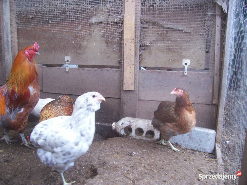 jajka lęgowe rasy araucana i inne Nieborów