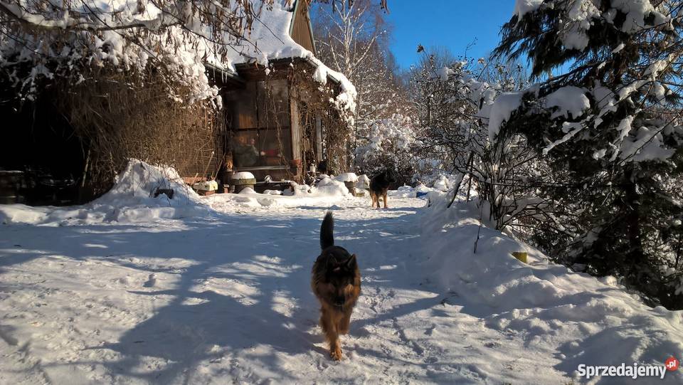 Dom z drewna w Górach Sowich