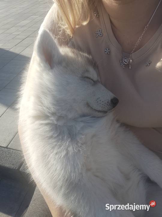 Suczka Siberian Husky brazowooka ZKwP Husky