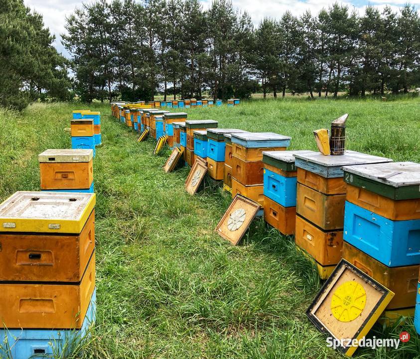 Ule wielkopolskie z silnymi rodzinami lubuskie Zielona Góra