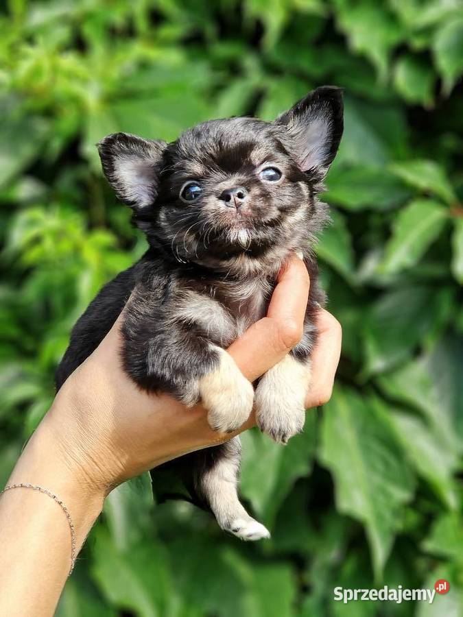 Mały piesek chihuahua długowłosy TRICOLOR Wałcz