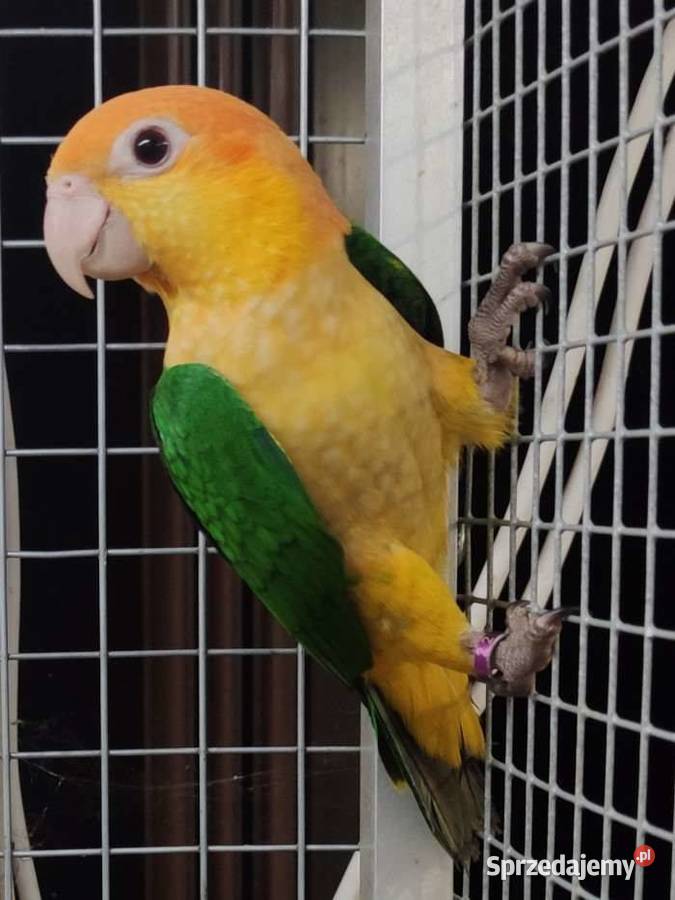 ręcznie karmione barwinki Dąbrowa Górnicza sprzedam