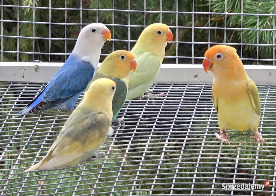 Nierozłączki Fischer młode do oswojenia I Ptaki Zwierzęta sprzedam