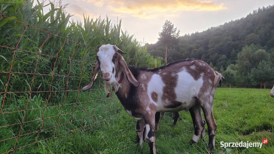 Sprzedam kózkę anglonubijską Kamionka Wielka