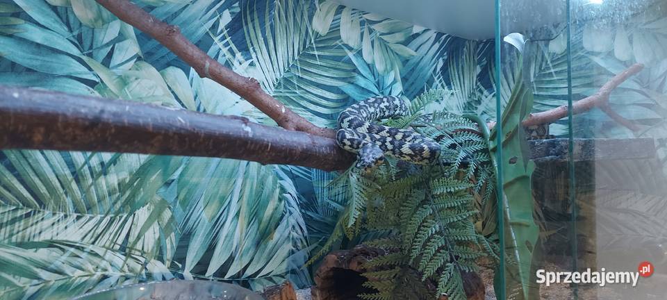 Morelia spilota śląskie Tychy