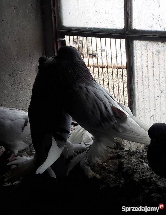 Gołębie garłacze Tuliszków