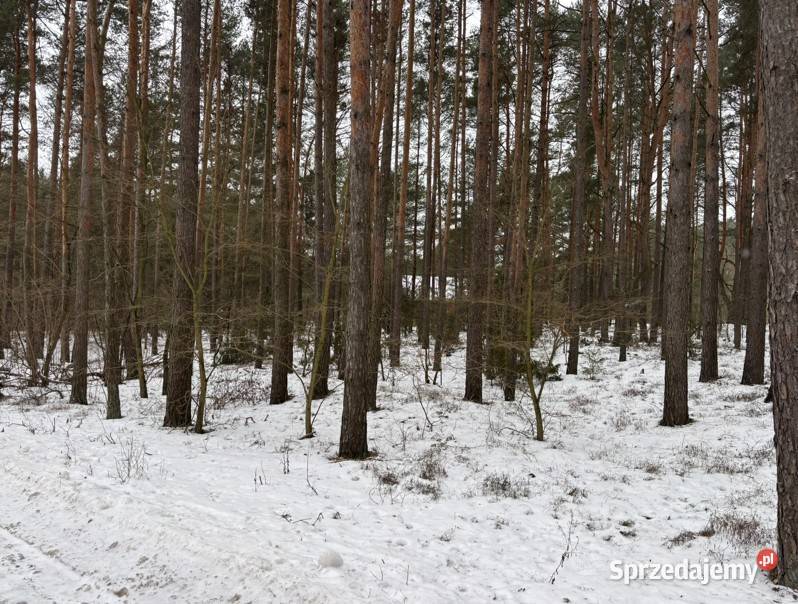 Wyjątkowa działka 8900 m z własnym lasem Bugiem prąd Bojany