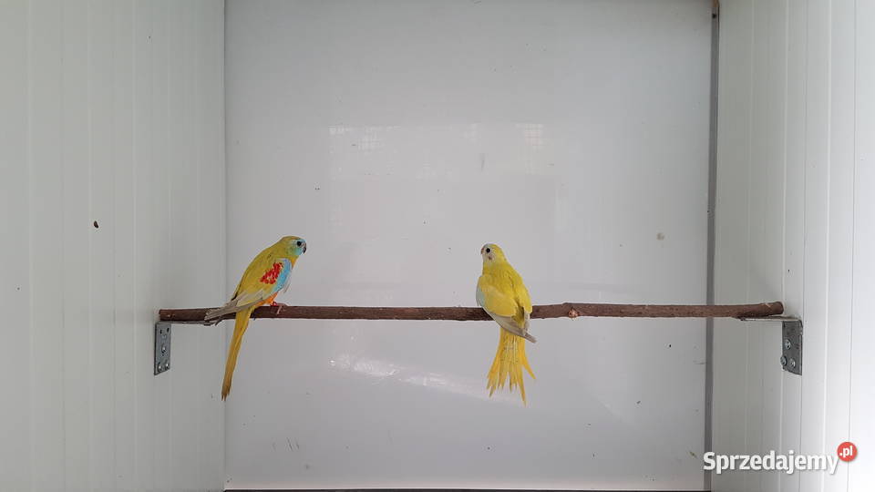 Łąkówka turkusowa łąkówki turkusowe lutino para wielkopolskie Leszno