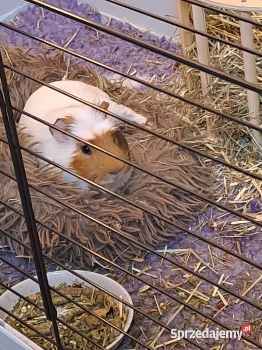 Oddam świnkę morską Malbork