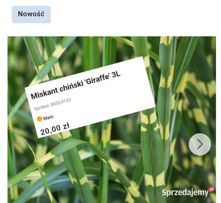 Jesienne promocje na roślinki Hortensje trawy Trawy śląskie sprzedam
