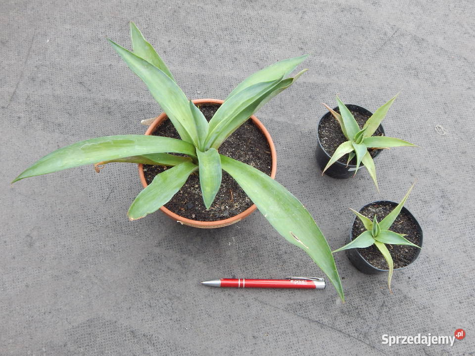 Ładna agawa Agave desmettiana Jacobi sadzonka Kraków