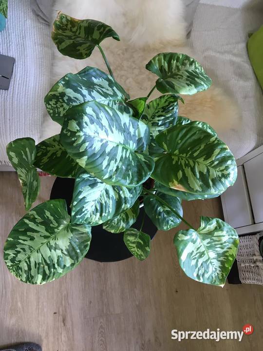 Homalomena camuflage Duża mazowieckie Warszawa