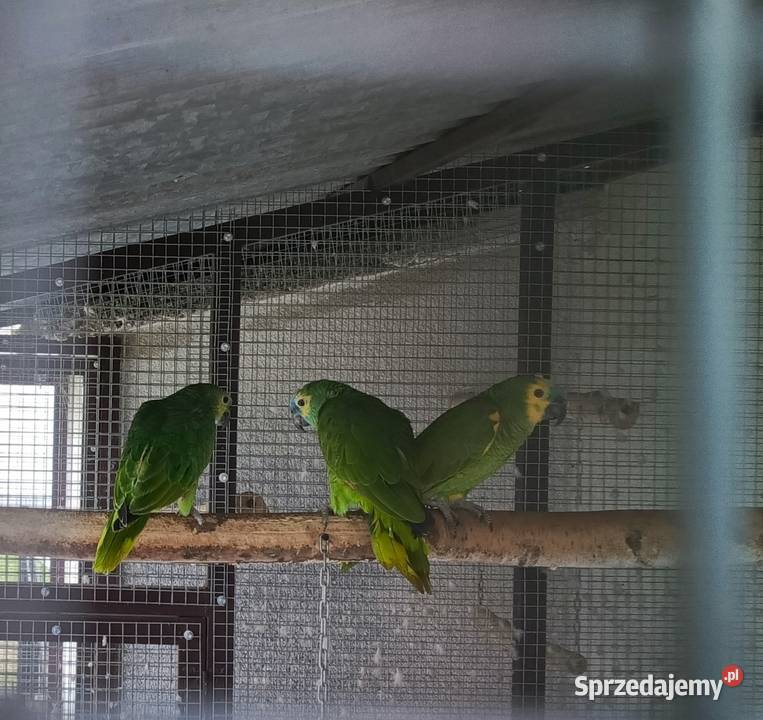 Amazonka Niebieskoczelna Samica małopolskie Żabno