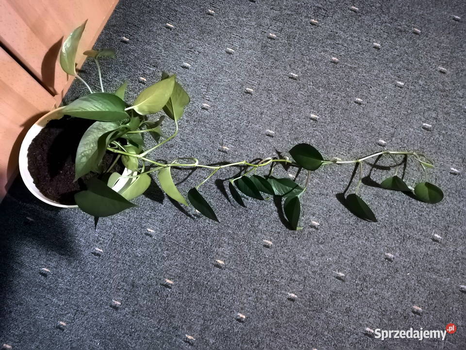 Epipremnum aureum w doniczce Lublin