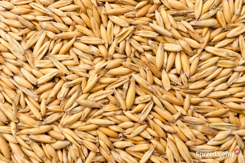 Owies na oborniku końskim Jawor