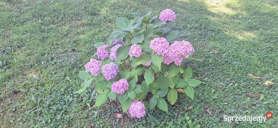 Hortensja ogrodowa małopolskie sprzedam