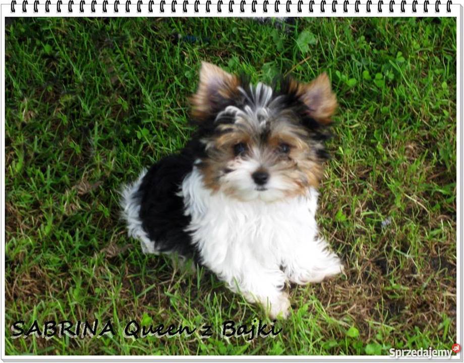 York Urwis rodowodowy Kolorowy Unikatowy Biewer Psy Namysłów sprzedam