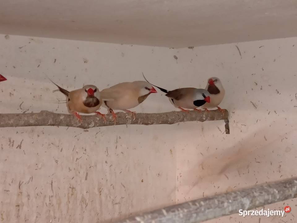 Amadyny Ostrosterne Blachownia sprzedam