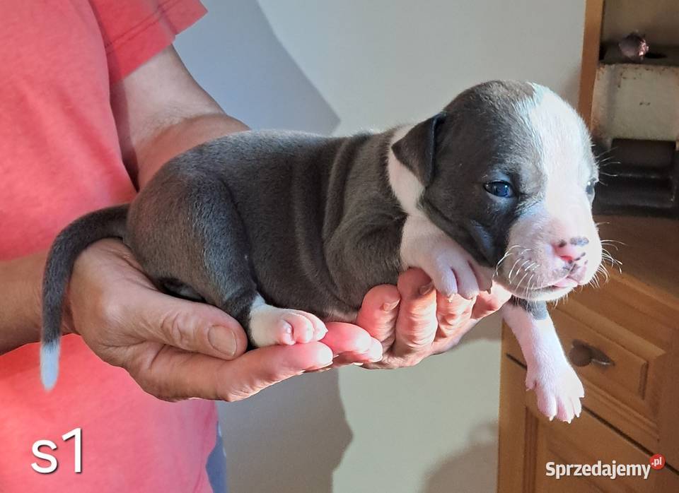 Amstaff ZKWP FCI BLUE śliczna suczka śląskie Koziegłowy