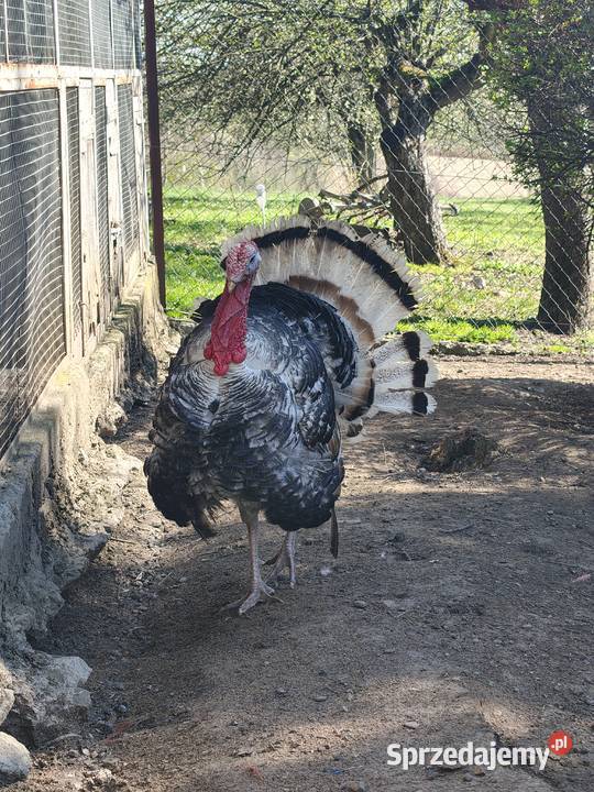 Indyk Indor odbiór w Przemyślu Przemyśl