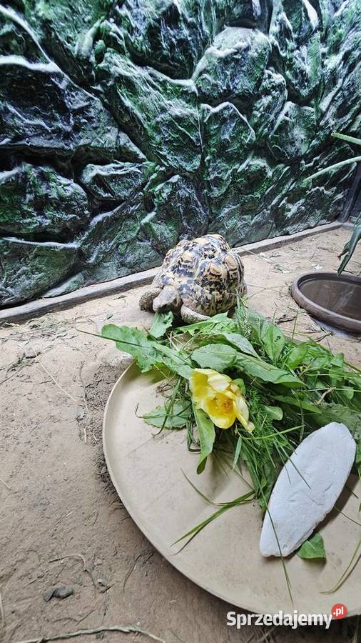 Sprzedam żółwia lamparciego z terrarium Piotrków Trybunalski