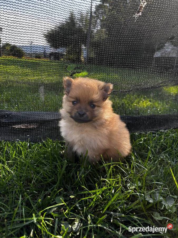 Szpic miniaturowy pomeranian Zwierzęta Pawłów