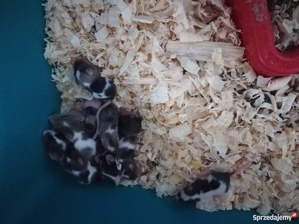 Myszy myszki rózne kolorki śliczne malutkie Gryzonie Poznań sprzedam