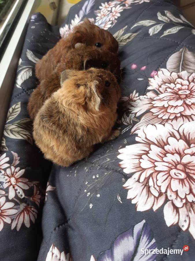 Świnka morska US teddy samica