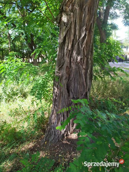 60 Drzewo na pniu Grube do 300 obwodu Akacja mazowieckie
